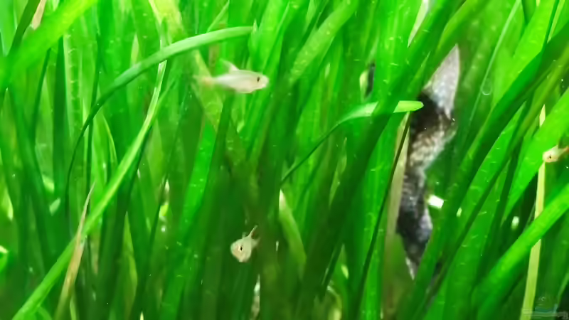 03.07.2023: Nachwuchs der Blauroten Kolumbien Salmler (aktuell 0,8 bis 1,2 cm) von Pegnitz (32)