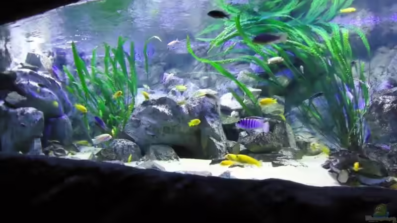 03.08. Update (ohne Blitz) von Mbuna Mick (5)