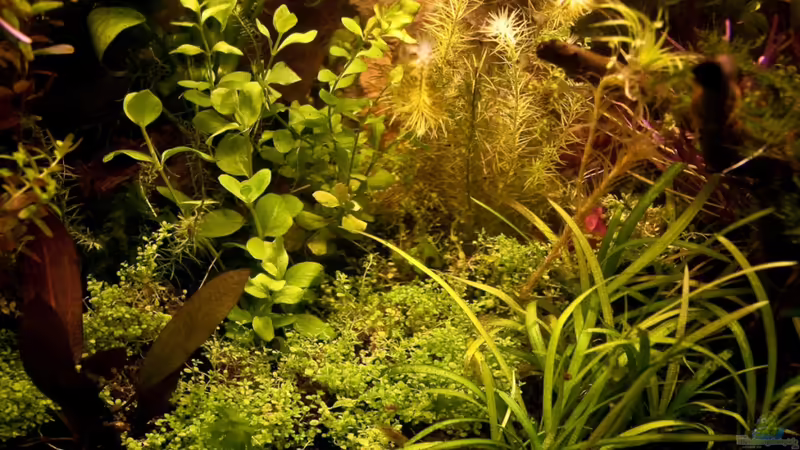 03.08.2010 von Ralf64 (20)