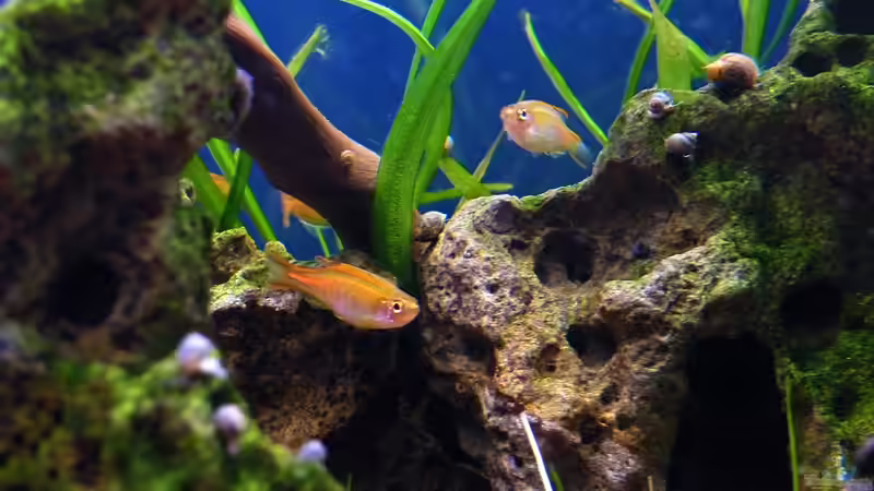Einrichtungsbeispiele für Aquarien mit Danio choprae (Rubinbärbling)