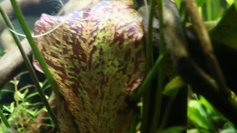 03.10.2012 Echinodorus Red Flame von Mario K (12)