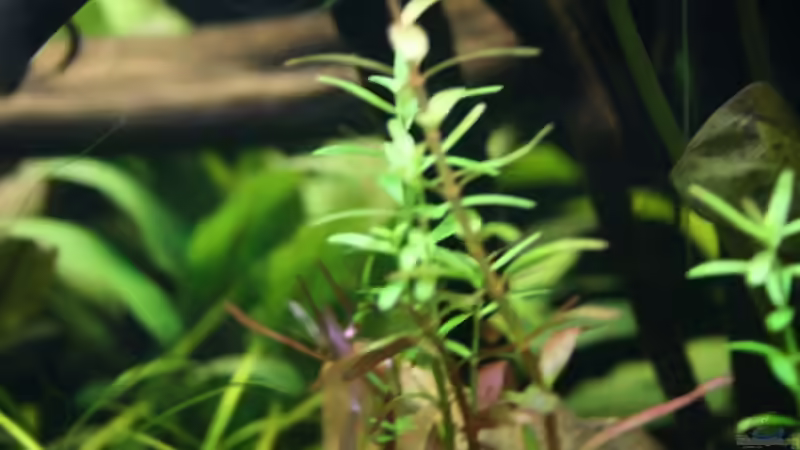 03.10.2012 Rotala rotundifolia von Mario K (13)