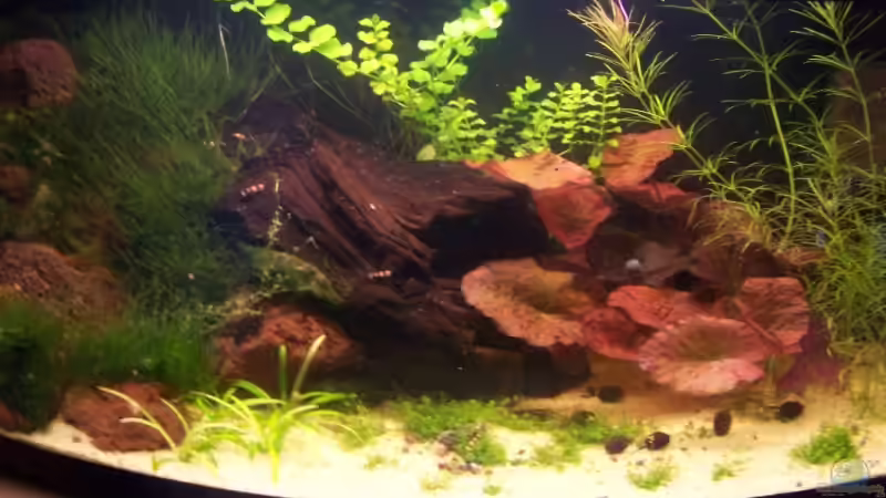 03.11.2008 Man sieht es wächst alles :D von Dani B (7)