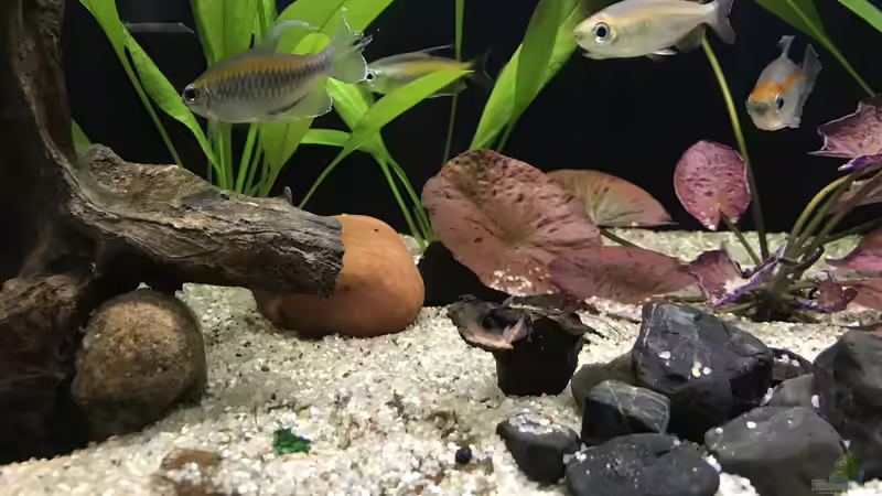 03.11.24 links neben den Steinen ein Stück Moorkienwurzel gesteckt von herkla (8)