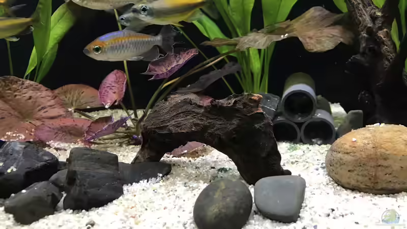 03.11.24 mittig eine kleine Moorkienwurzel eingebracht von herkla (7)