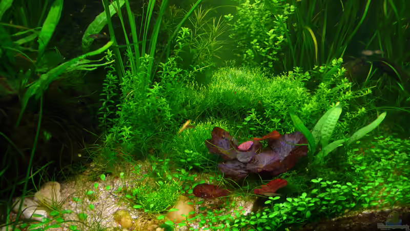 03.12.2009 Ausschnitt von Torsten Franke (4)