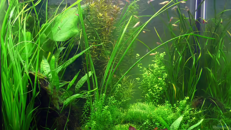 03.12.2009 Frontansicht