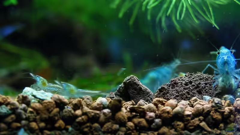 03 2011 - Blue Pearl mit Nachwuchs von bergfrau (33)