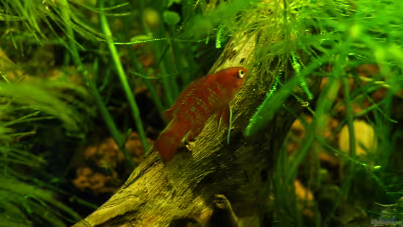 03 2011 - Dario Dario Männchen von bergfrau (29)