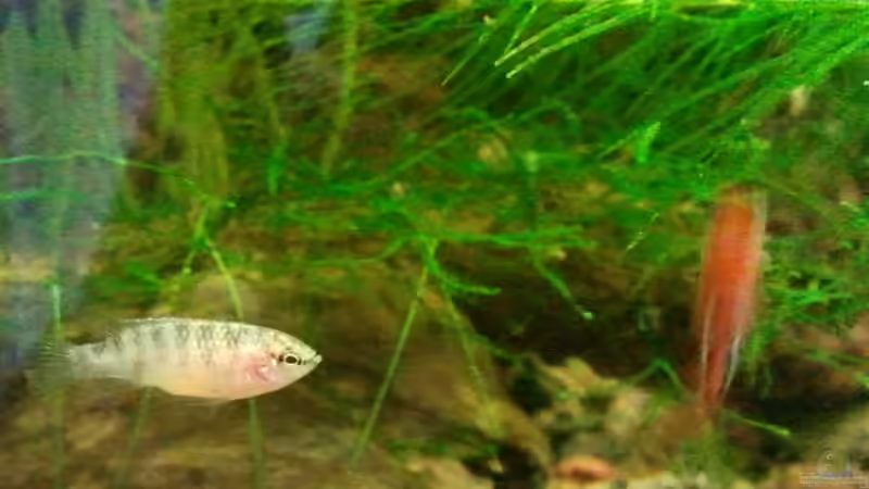 03 2011 - Dario Dario Paar von bergfrau (31)