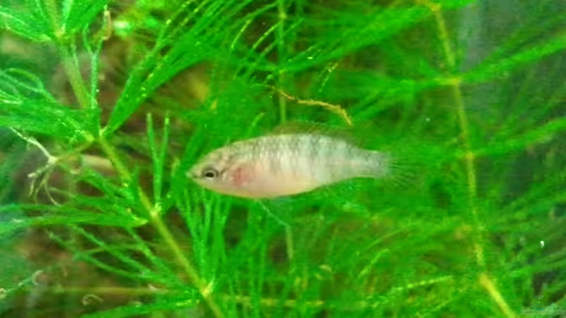 03 2011 - Dario Dario Weibchen von bergfrau (30)