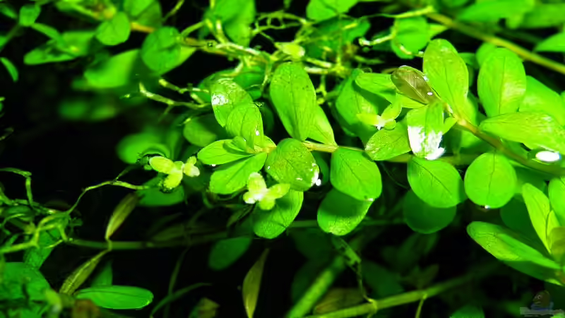 03 2011 - ??ppige Rotala von bergfrau (11)