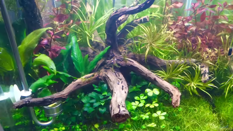 03/2015 von Ayahuasca (179)