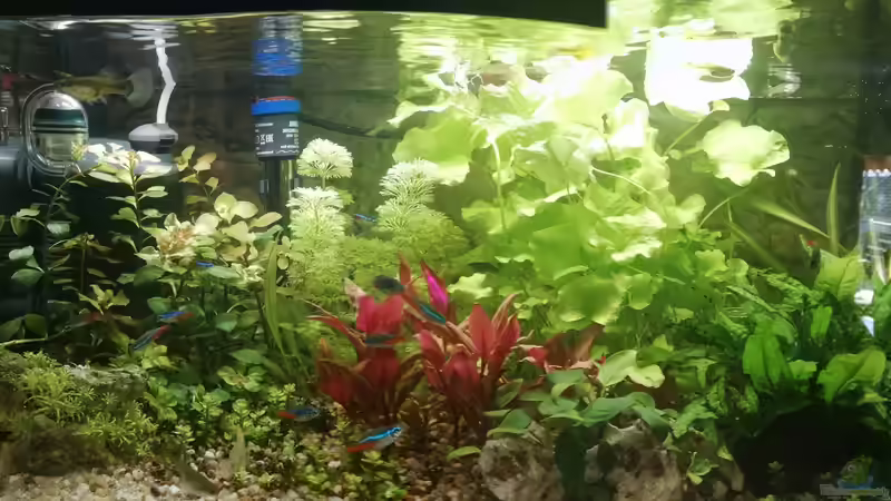 03/2021 von KleinerFisch (5)