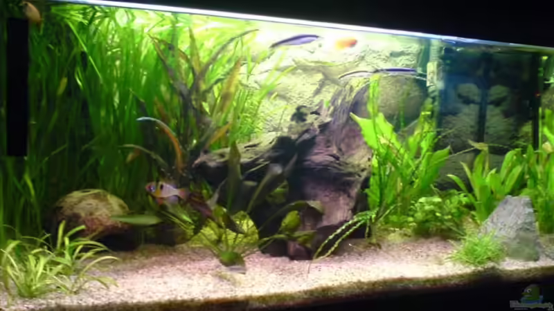 03.Mai 08 von Faye (4)