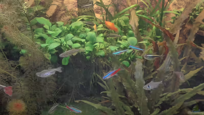 04. Feb. 2016 - Gemüse-Fütterung (1) von Mathias Haeussler (6)