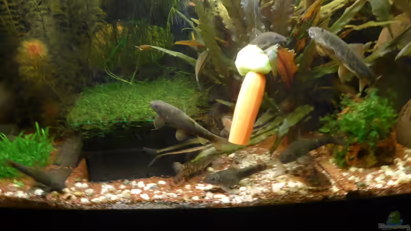 04. Feb. 2016 - Gemüse-Fütterung (3) von Mathias Haeussler (8)