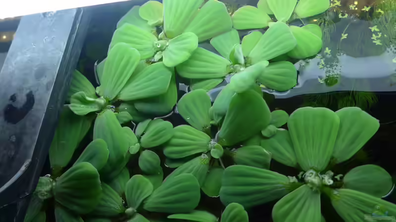 04. Feb. 2016 - Muschelblumen (oben) von Mathias Haeussler (4)