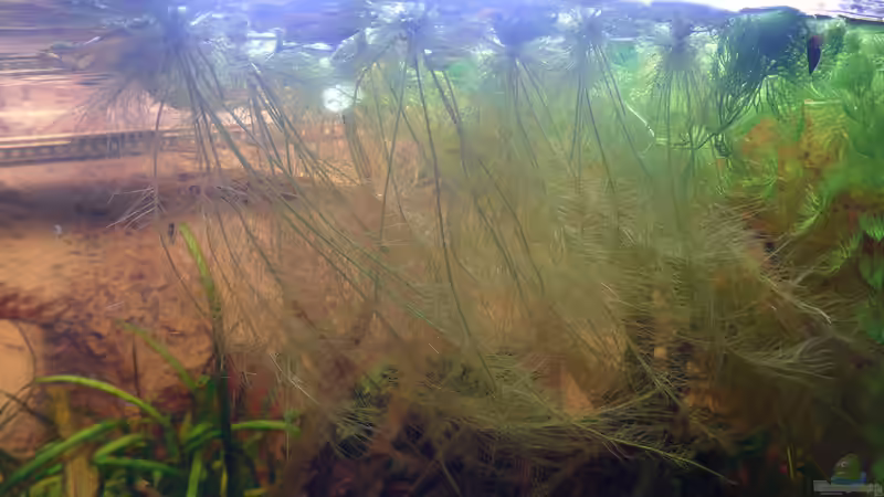 04. Feb. 2016 - Muschelblumen (unten) von Mathias Haeussler (5)