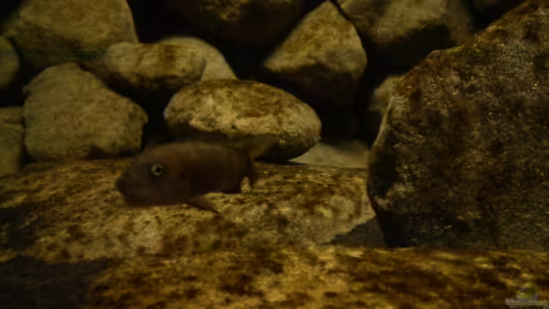 04.01.11-schwanger ps.elongatus yellow-tail-weibchen von LaEy (86)