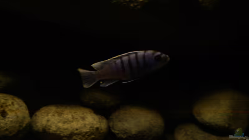 04.01.11 von LaEy (84)