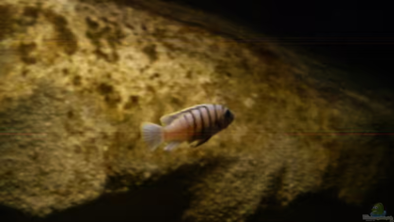 04.01.11 von LaEy (85)