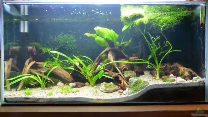 04.01.2010 von Borelli (1)