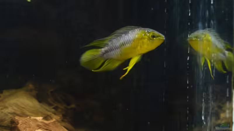 04.01.2010 von Borelli (11)