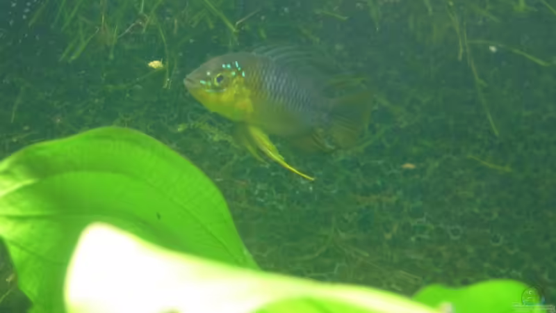 04.01.2010 von Borelli (12)