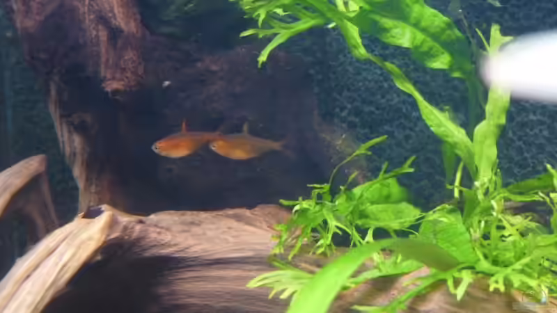 04.01.2010 von Borelli (15)