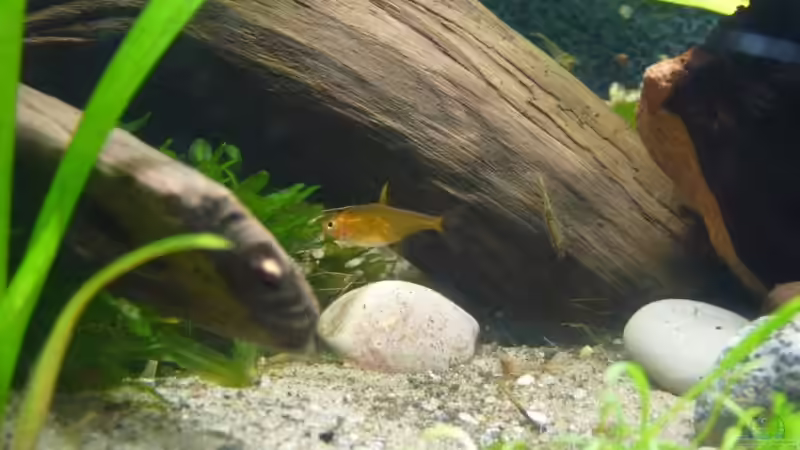 04.01.2010 von Borelli (16)