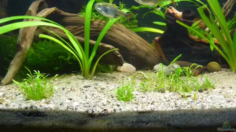 04.01.2010 von Borelli (5)