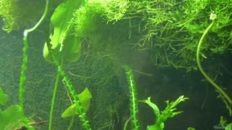 04.01.2010 von Borelli (7)