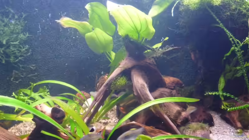 04.01.2010 von Borelli (9)