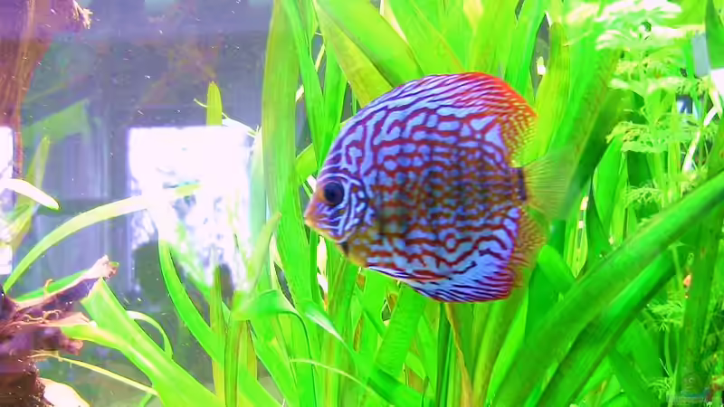 04.01.2010 von max-sonic (16)