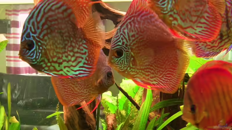 04.01.2010 von max-sonic (23)