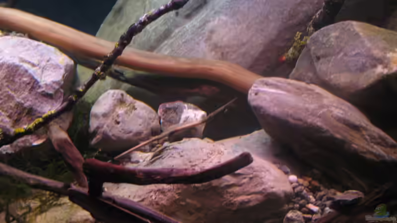 04.01.2017 Geröll, Ast mit Flechten von der Theoretiker (37)