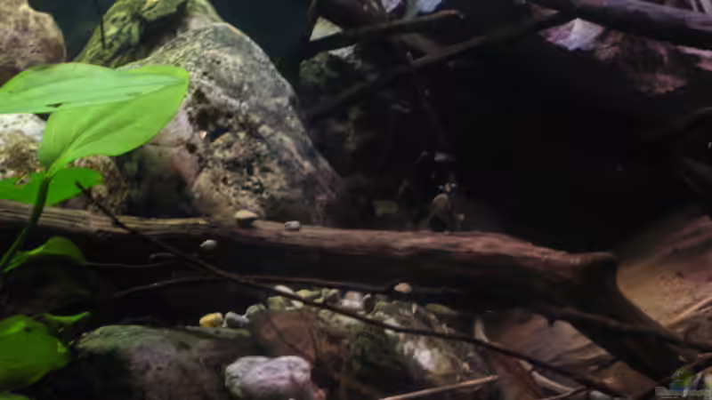 04.01.2017 große Steine, Kiesel, Geröll, Geäst . . .Erosion! von der Theoretiker (40)