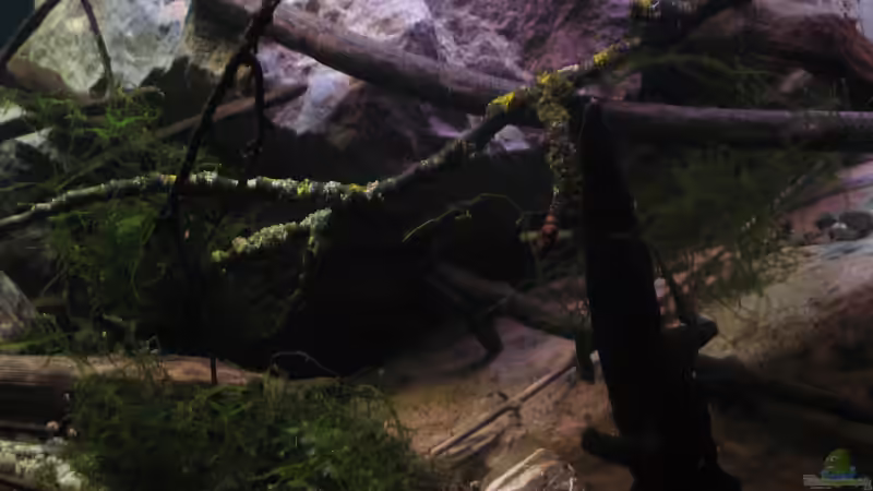 04.01.2017 Java Moos aud dem Indien Becken von der Theoretiker (36)