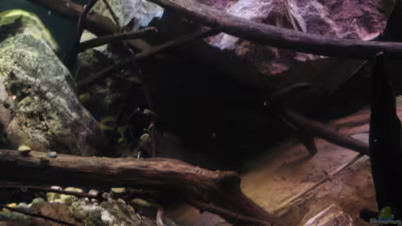 04.01.2017 natural born chaos . . .  von der Theoretiker (38)