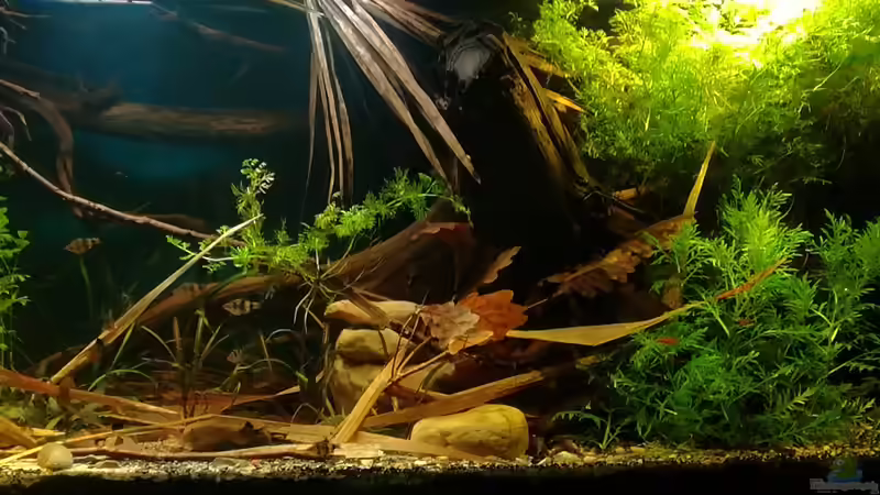 04.01.2018 Holz, Eichenlaub, Schilfblätter, Palmenblatt etc. von der Theoretiker (29)