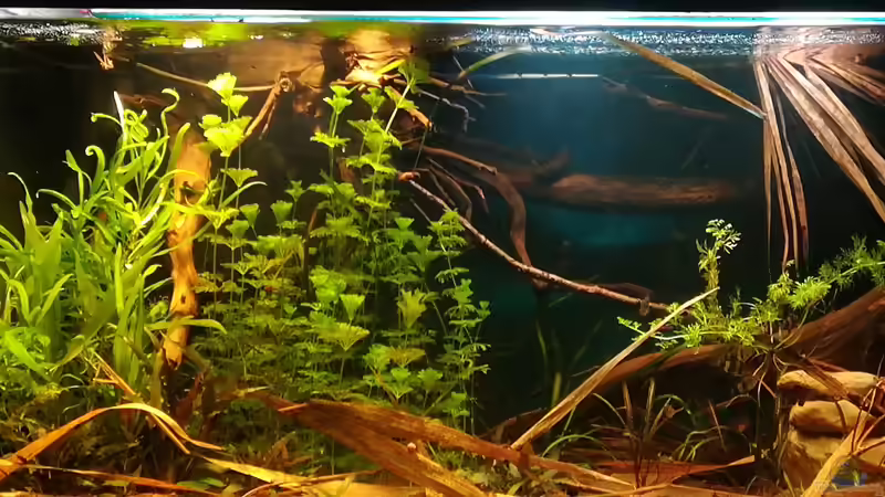 04.01.2018 links-Mitte von der Theoretiker (14)