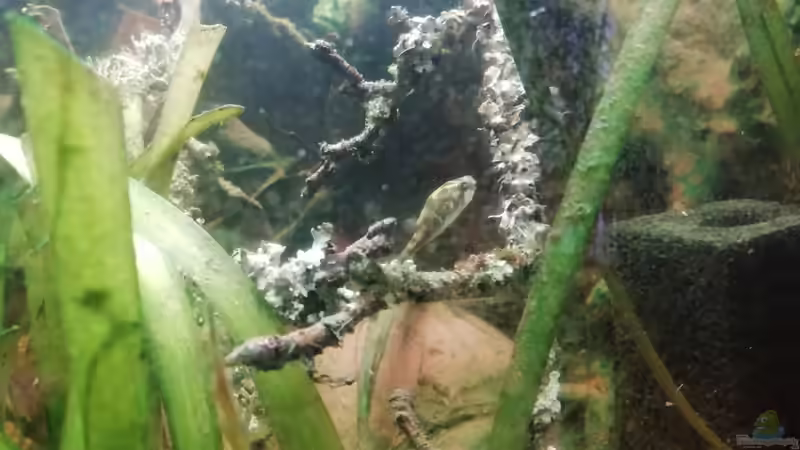 04.01.2023 Tetraodon cutcutia von - Stephen - (20)