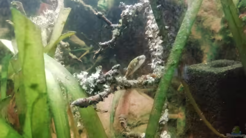 Tetraodon cutcutia im Aquarium halten (Einrichtungsbeispiele für Glühaugen-Kugelfisch)