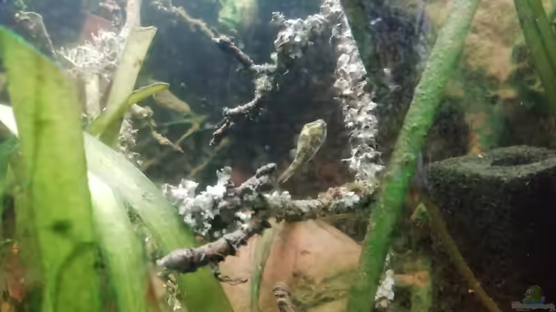Tetraodon cutcutia im Aquarium halten (Einrichtungsbeispiele für Glühaugen-Kugelfisch)