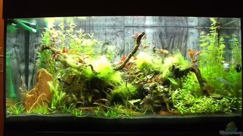 04.02.09 von Fuchxx (1)