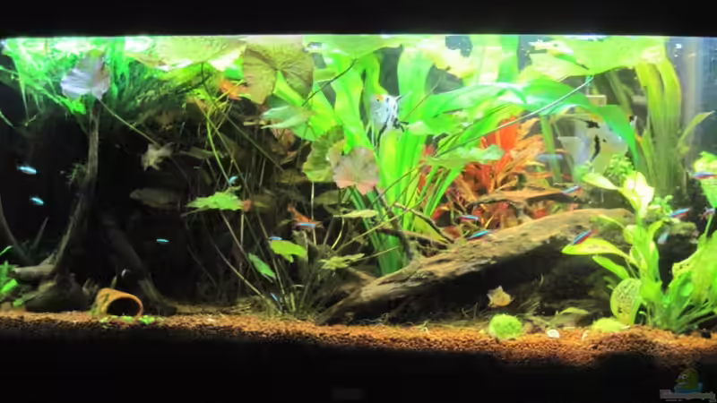 04.02.11 von Opodeldok (2)