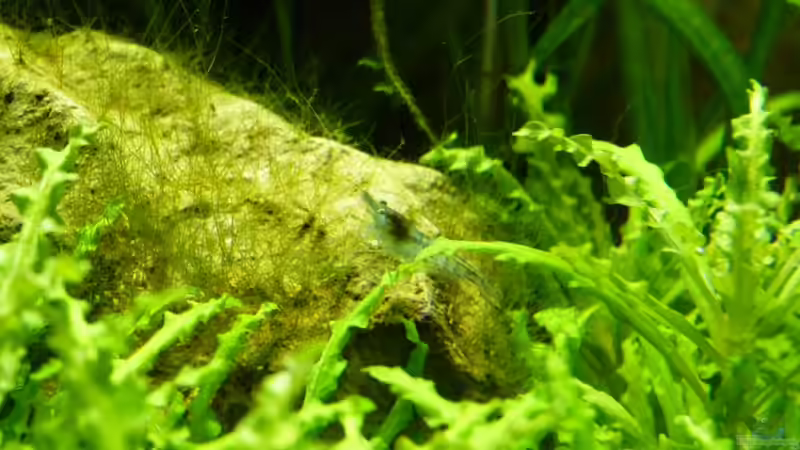 04.02.2010 Eine Blue Pearl beim abgrasen von lützkopf (54)