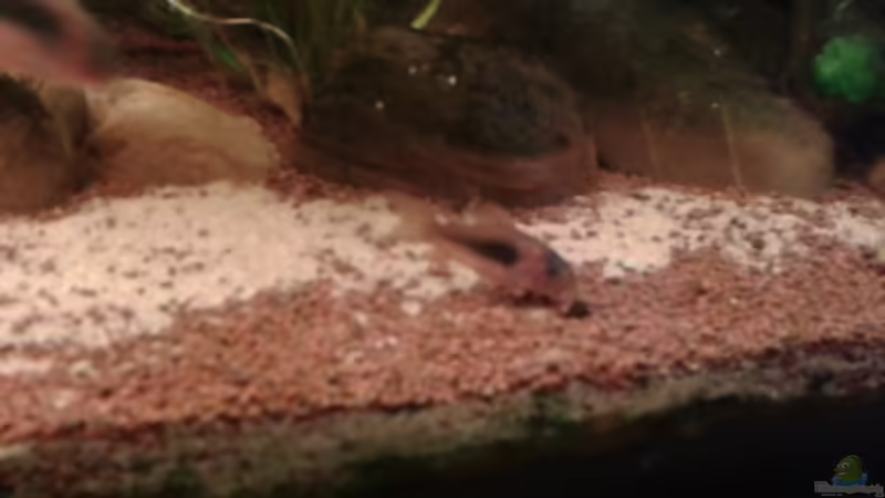 04.02.2016 Metallpanzerwels von Ele Meer (23)