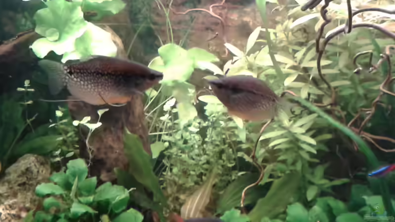 04.02.2016 Mosaikfadenfisch von Ele Meer (29)